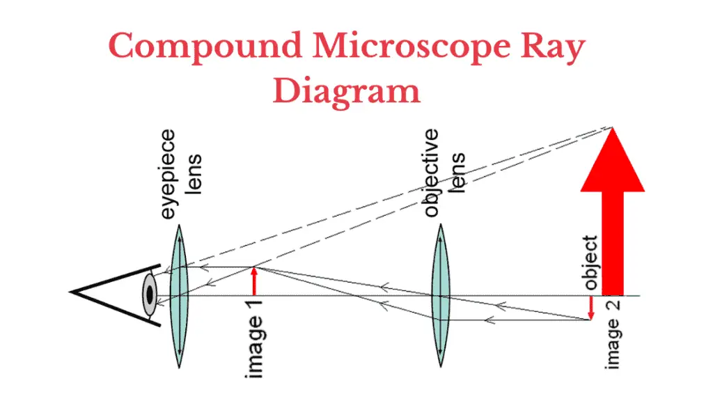 Compound Microscope